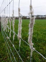 wool on stock fence